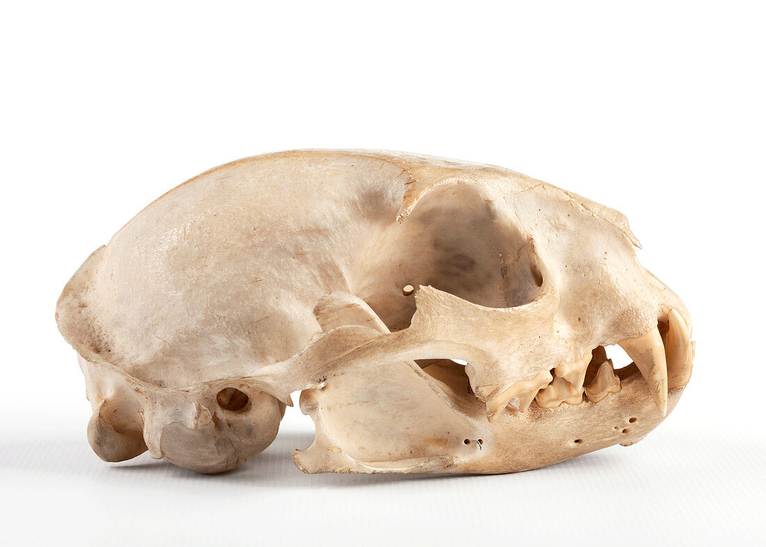 Ocelot skull