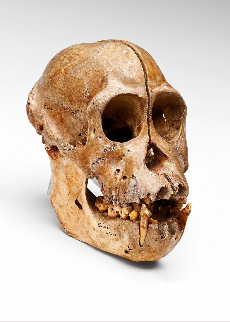 Orangutan skull