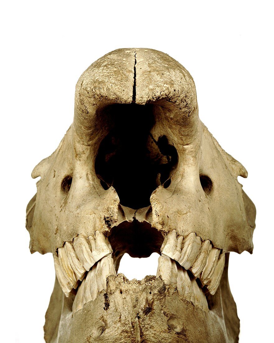White rhinoceros skull