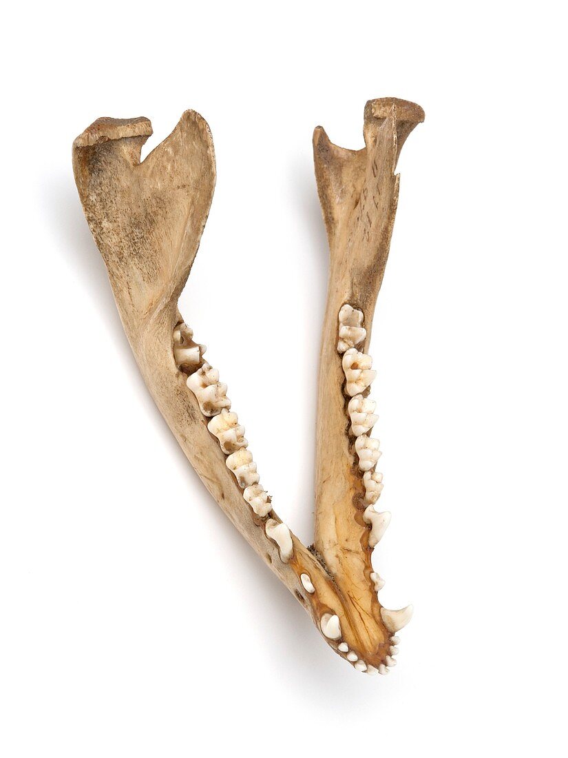 Opossum jawbone