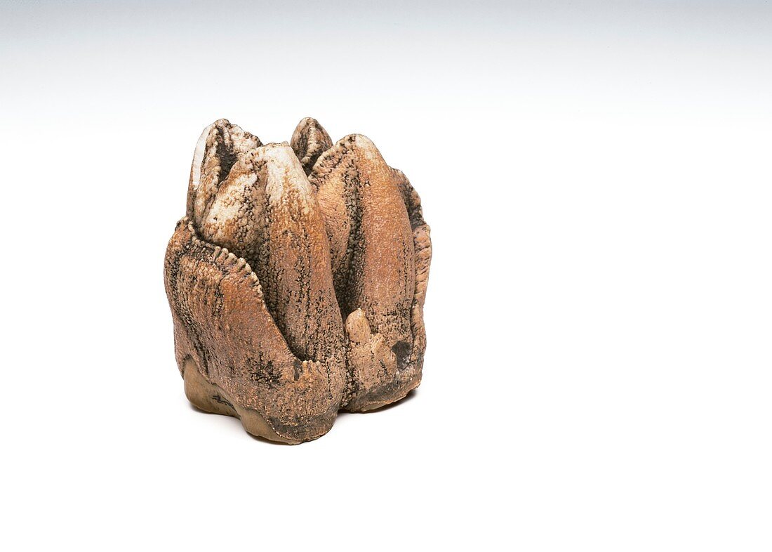 Hippopotamus tooth