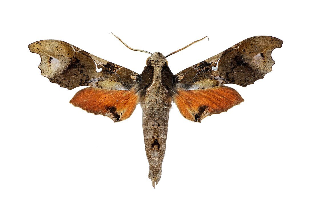 Hawk moth