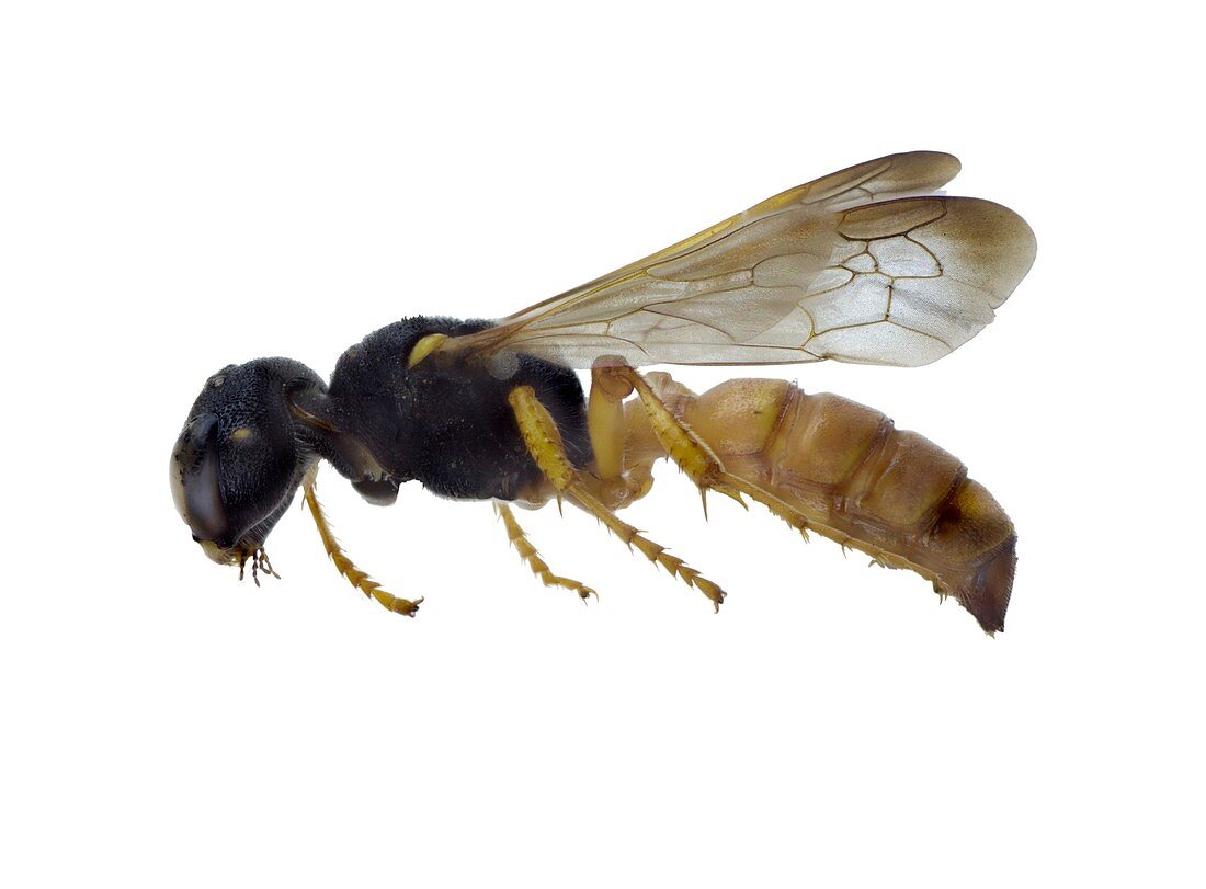 Cerceris flaviventris wasp