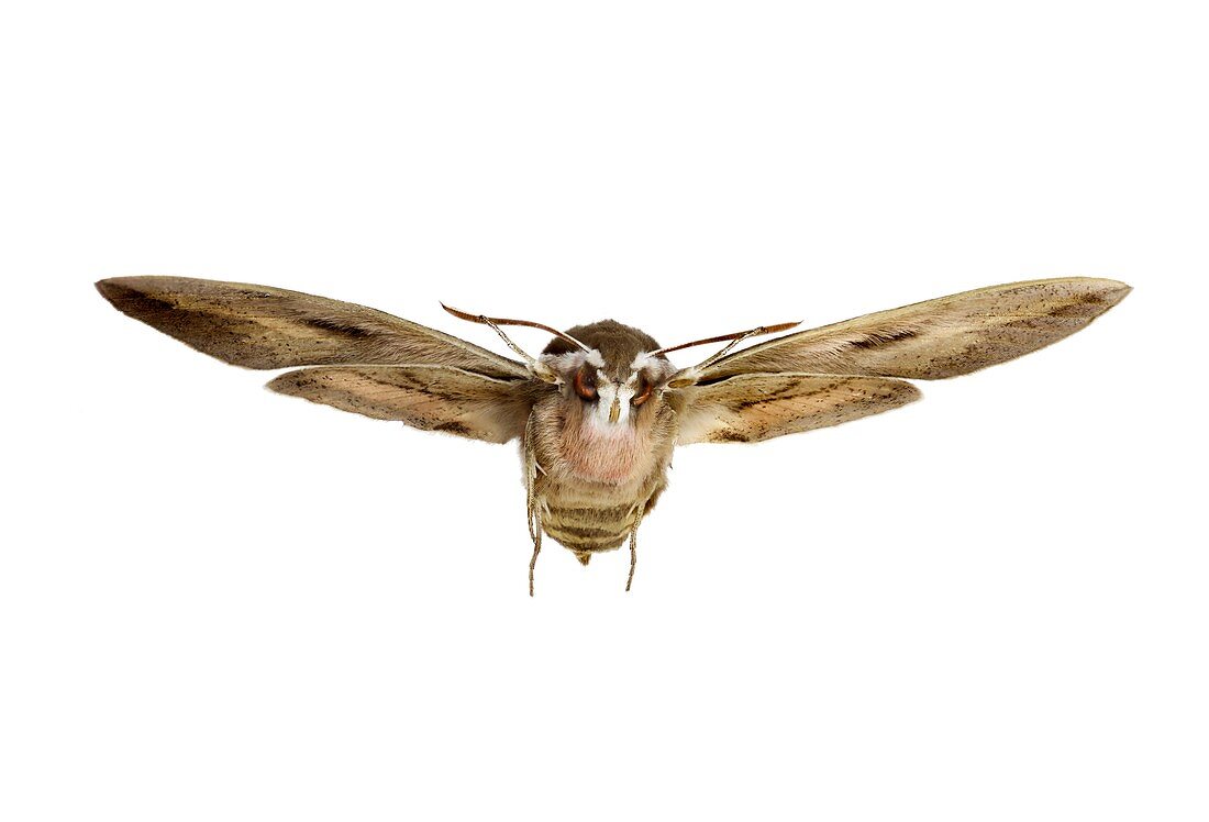 Hawk moth in flight