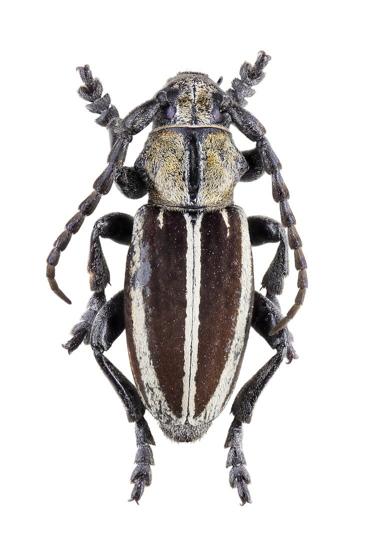 Longhorn beetle