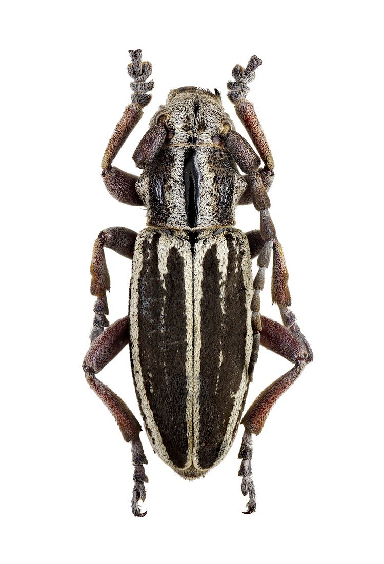 Longhorn beetle