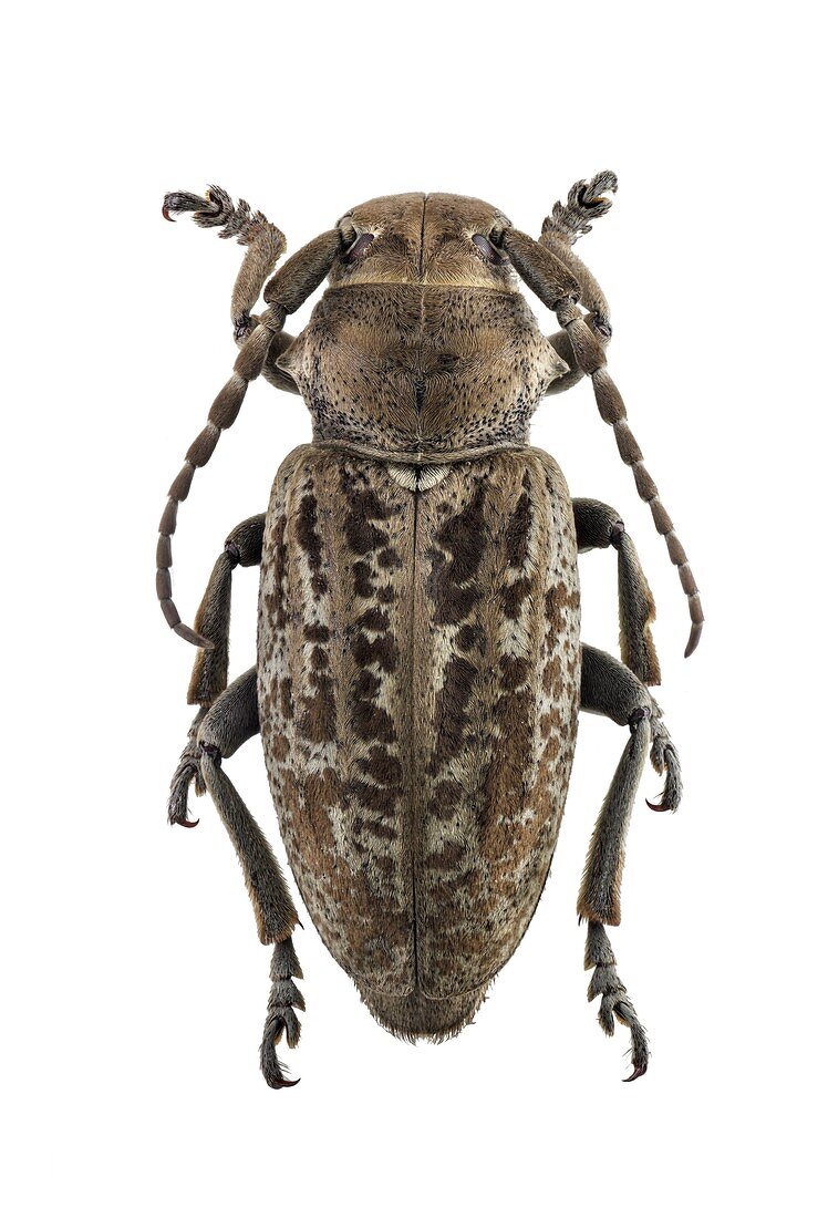 Longhorn beetle