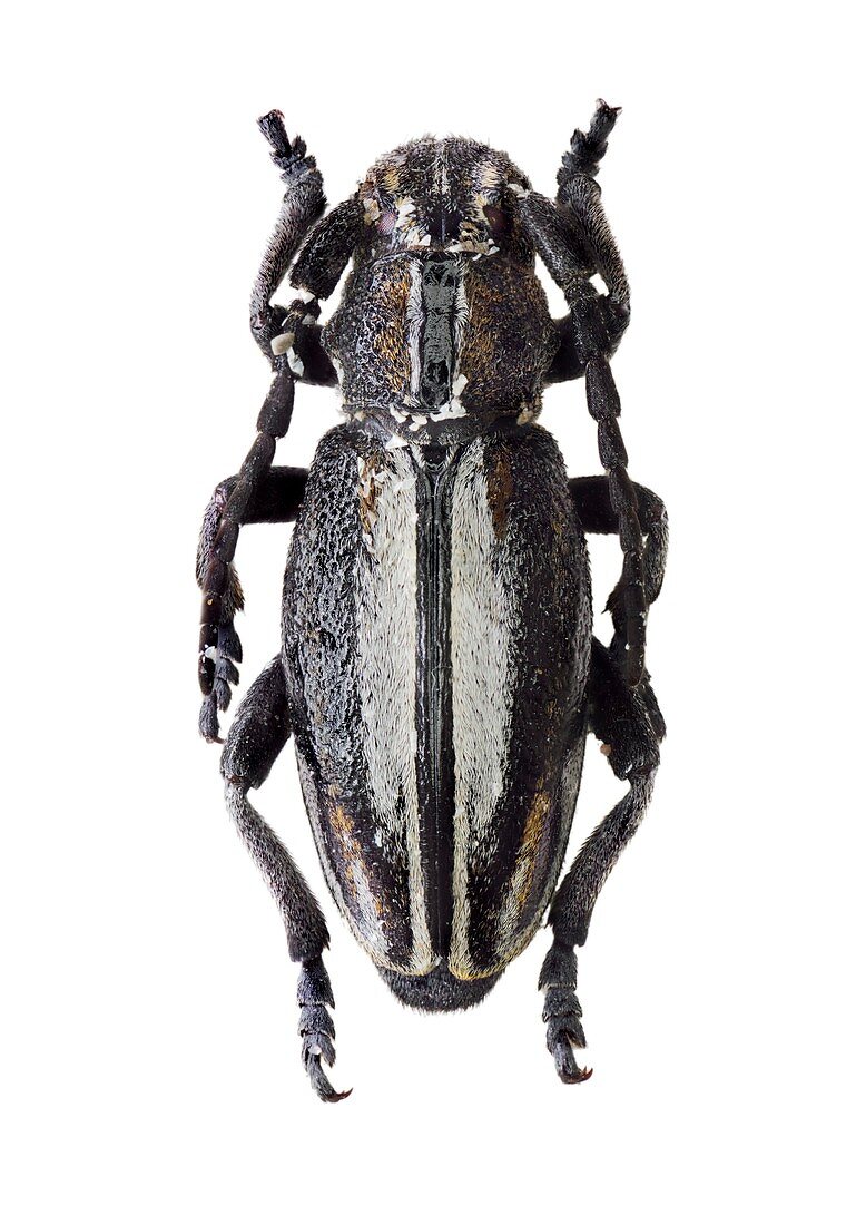 Longhorn beetle