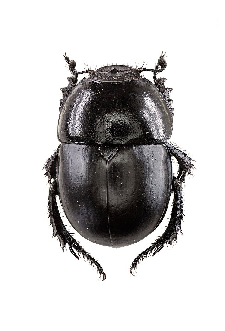 Earth-boring dung beetle