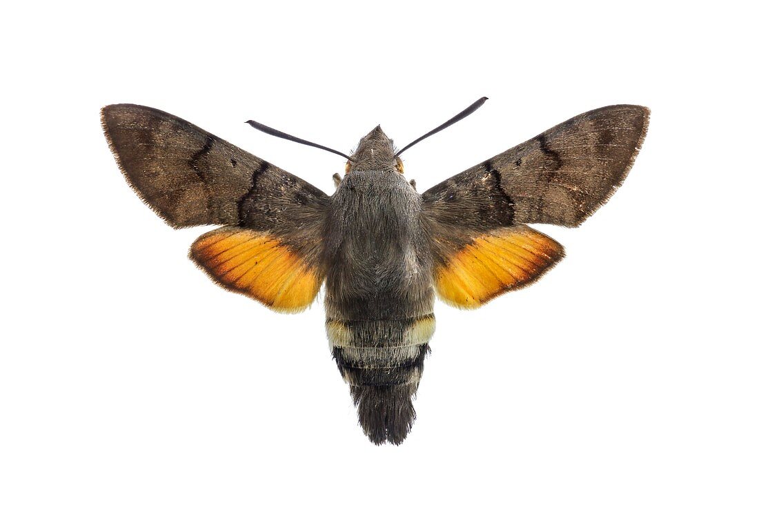 The hummingbird hawk-moth
