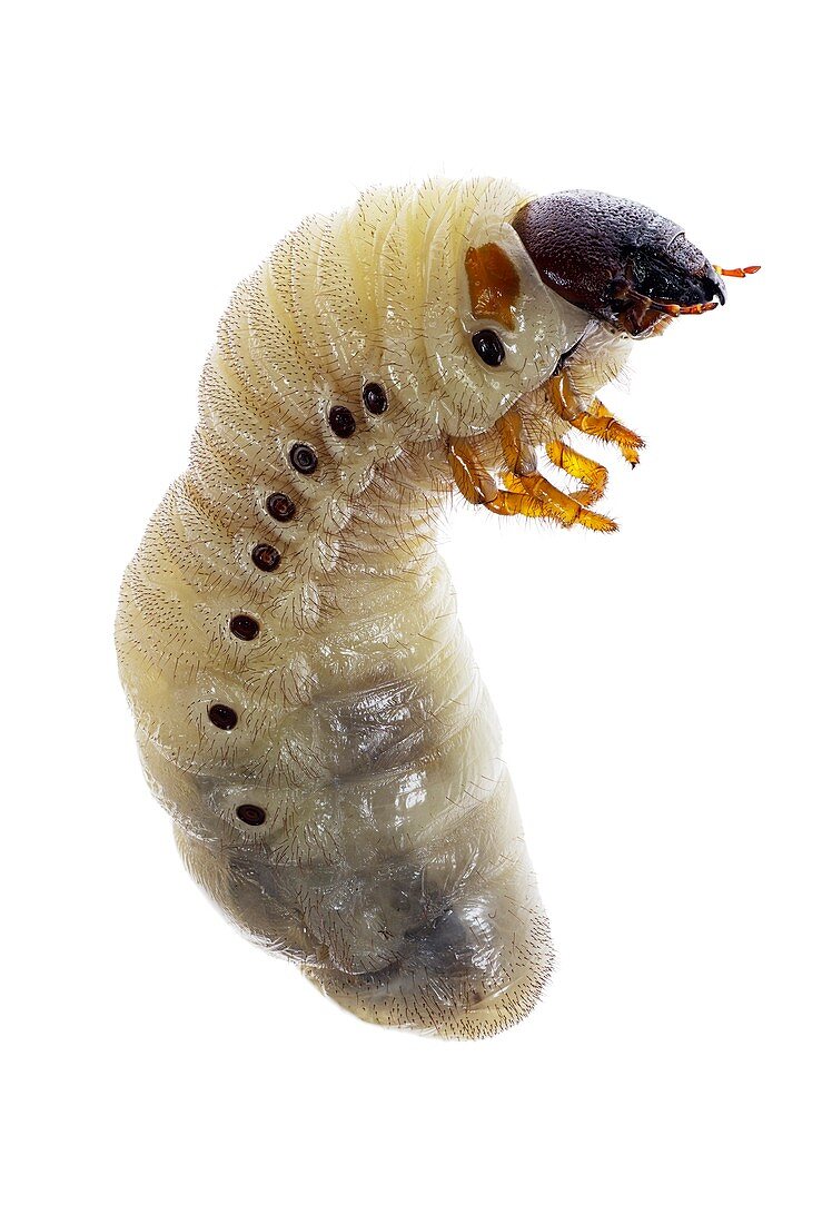 European rhinoceros beetle larva