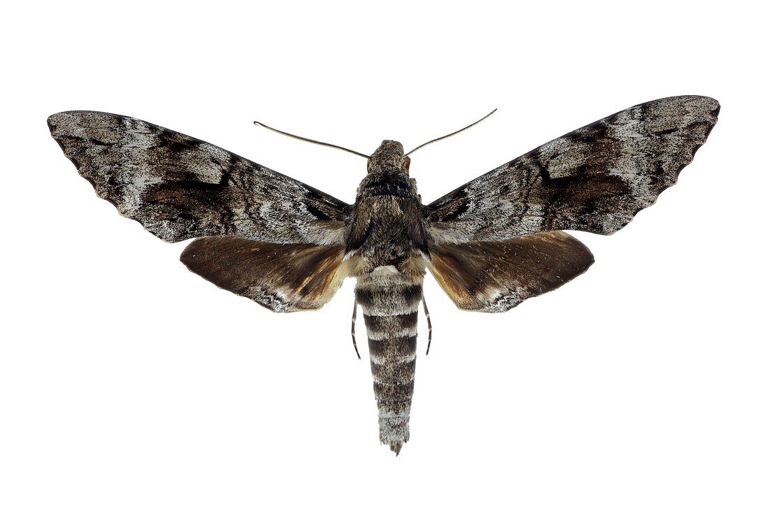 Tetrio sphinx moth