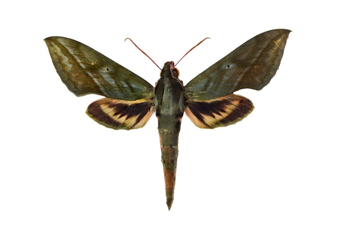 Hawk moth