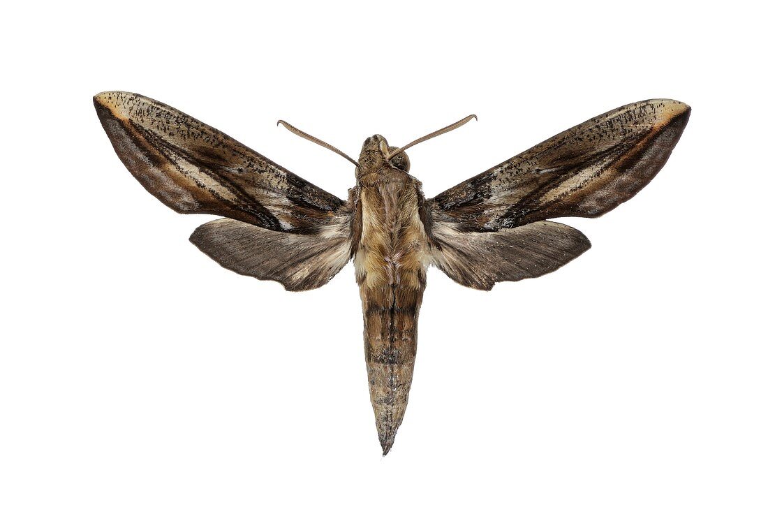 Hawk moth