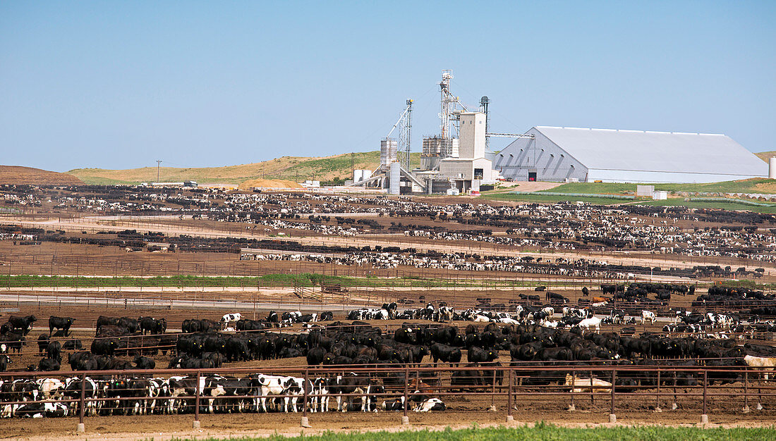 Intensive cattle farm