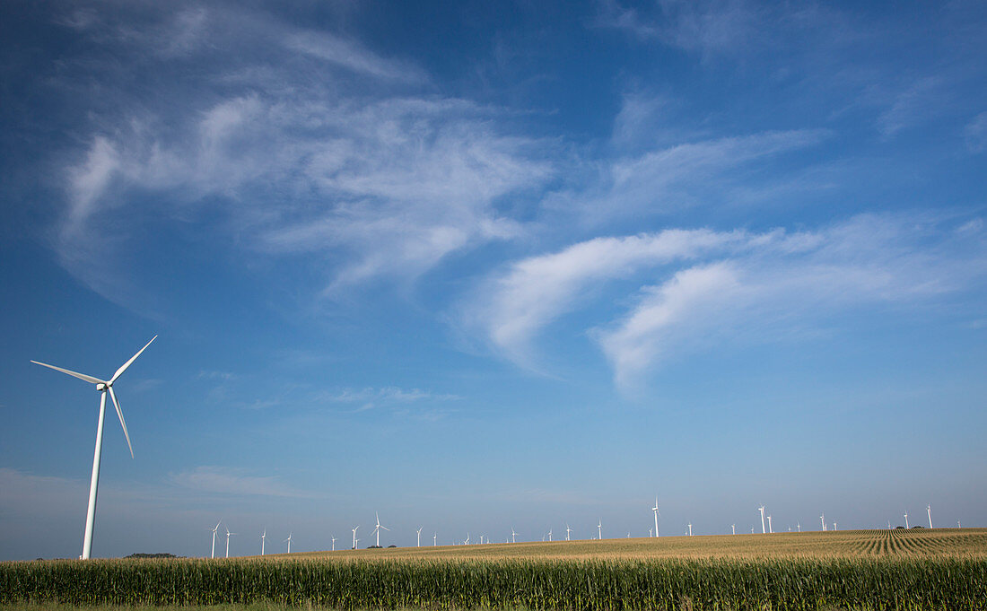 Wind farm turbines in Iowa
