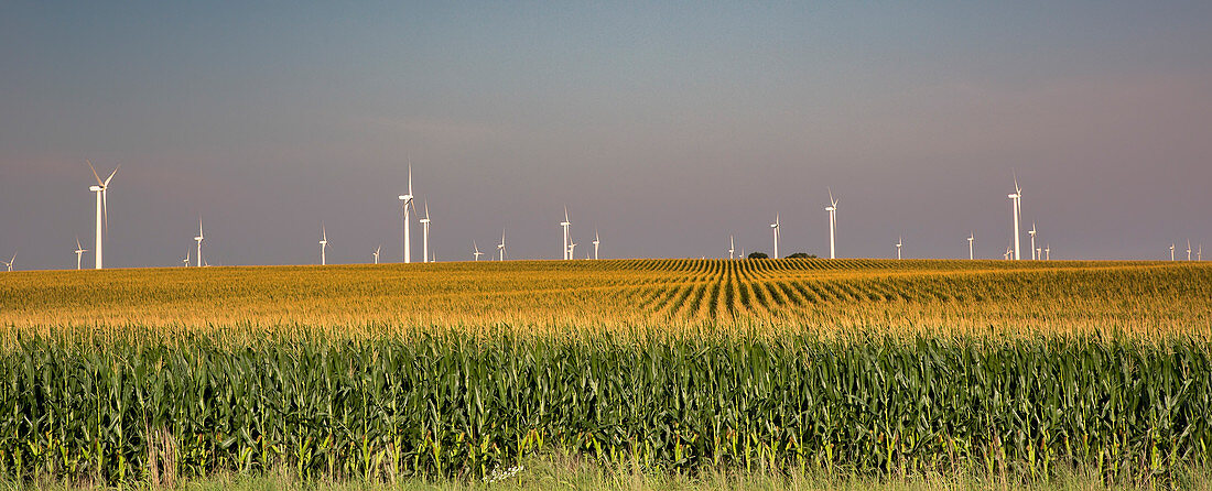 Wind farm turbines in Iowa