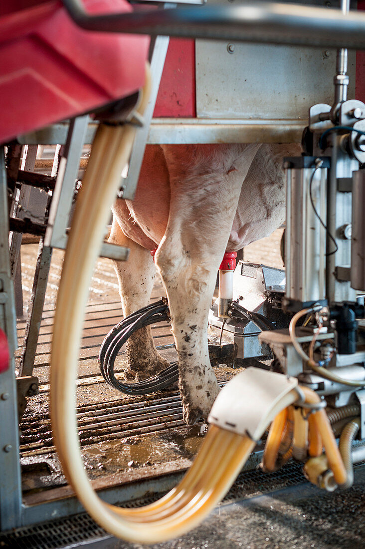 Cow's udder in milking machine