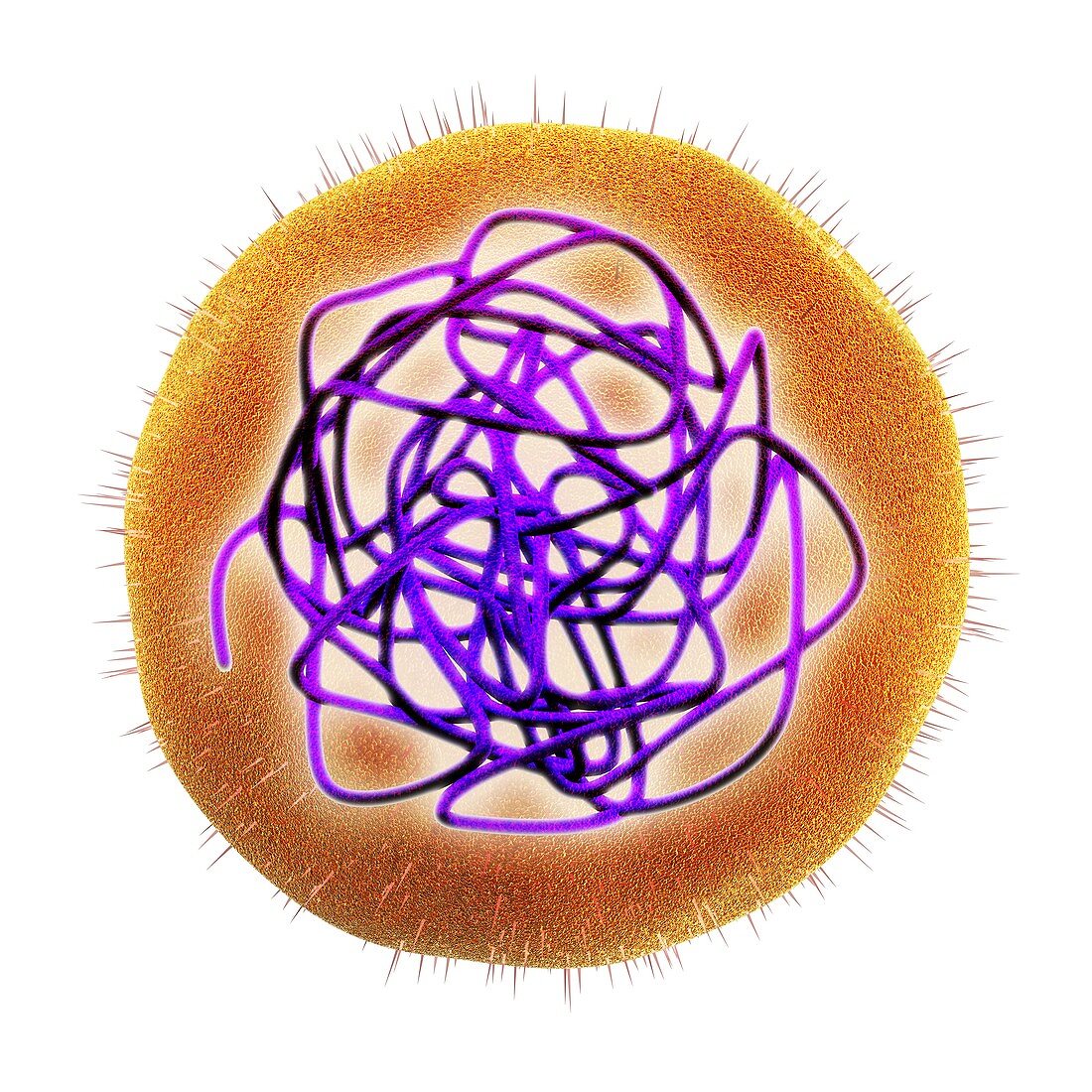 Rubella (German measles) virus,artwork