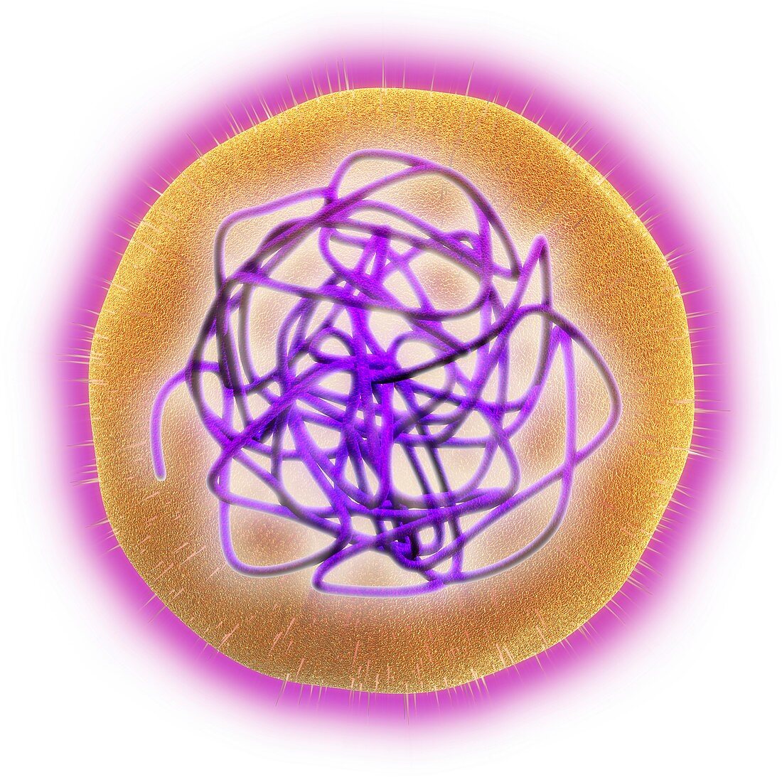 Rubella (German measles) virus,artwork