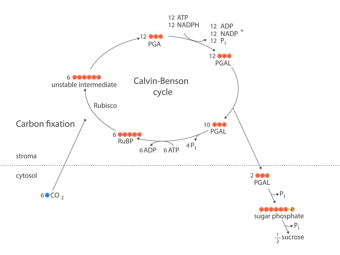 Calvin-Benson metabolic cycle