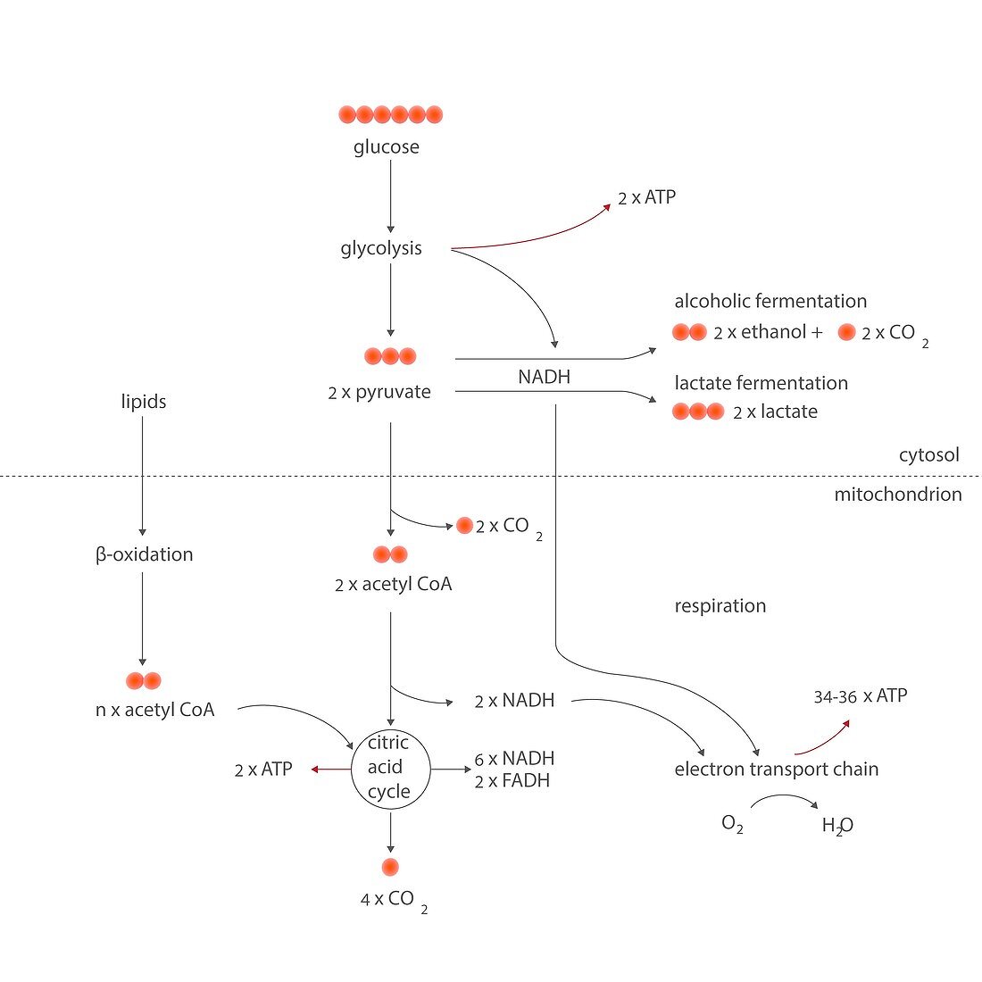 Cellular respiration metabolic cycles