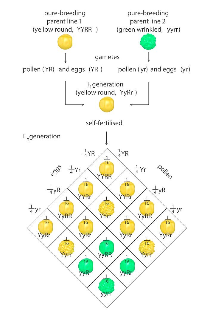 Mendelian genetics,Punnett square