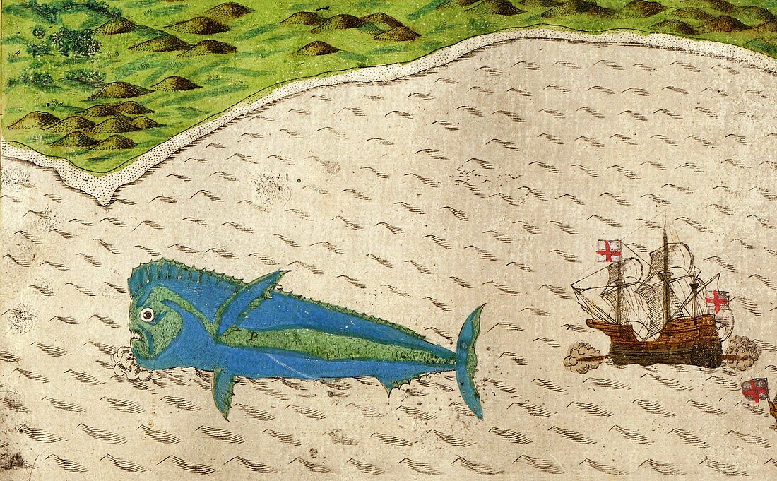 Dolphinfish from Drake's voyages,1586