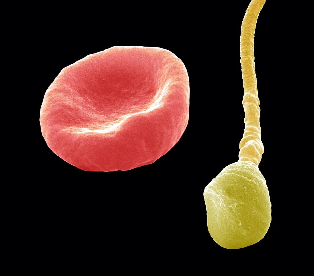 Red blood cell and sperm,SEM