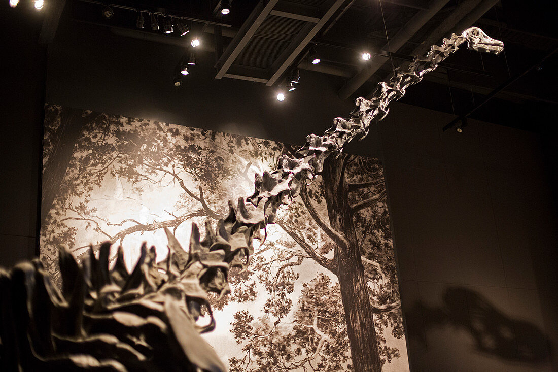 Sauropod dinosaur fossil display