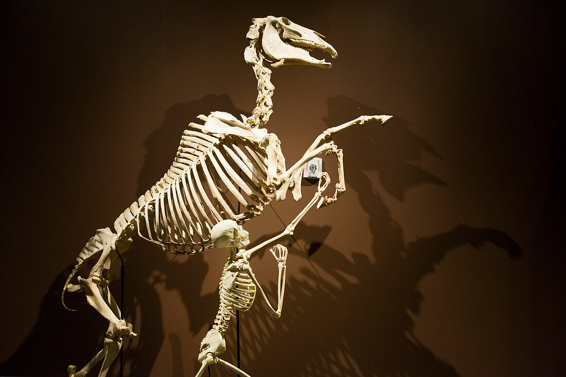 Horse and human skeletons exhibit