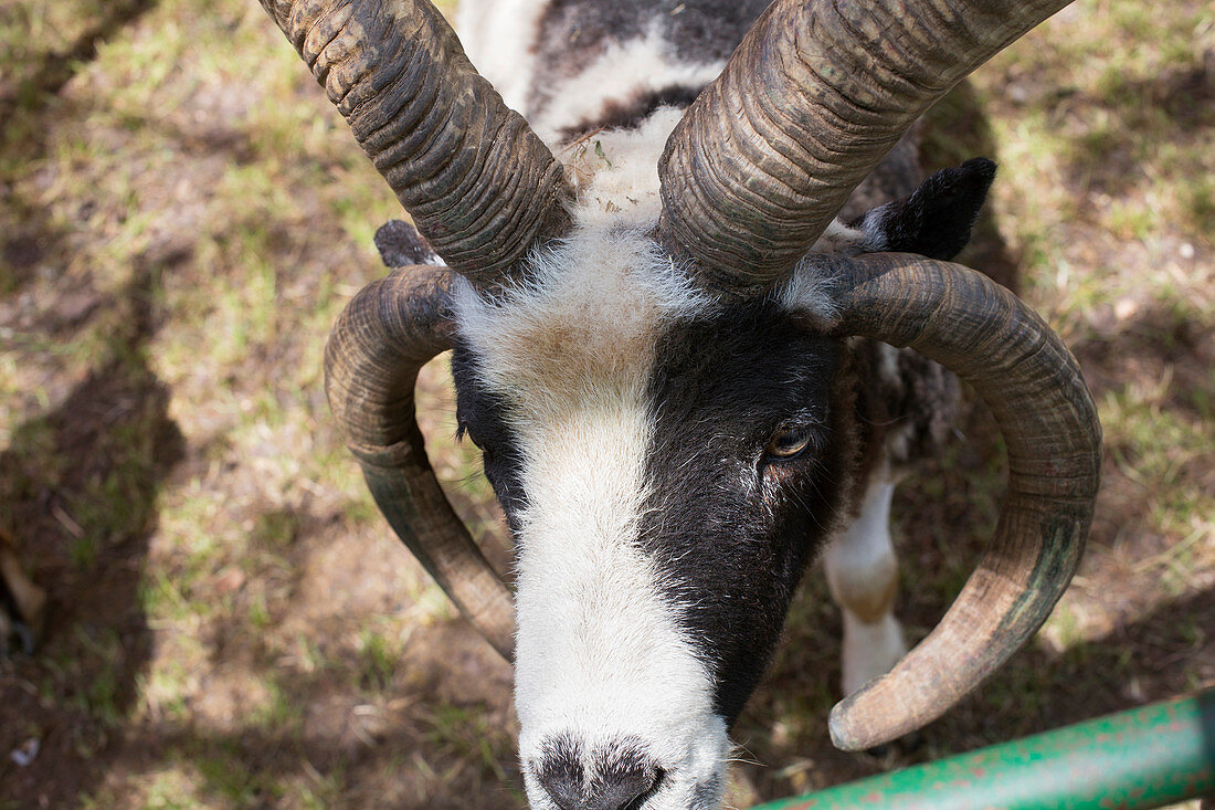 Four-horned Jacob sheep