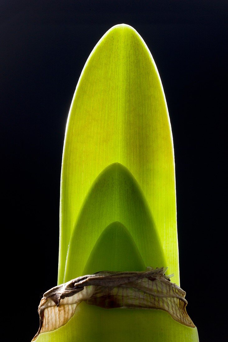 Bulb of Hippeastrum developing leaves