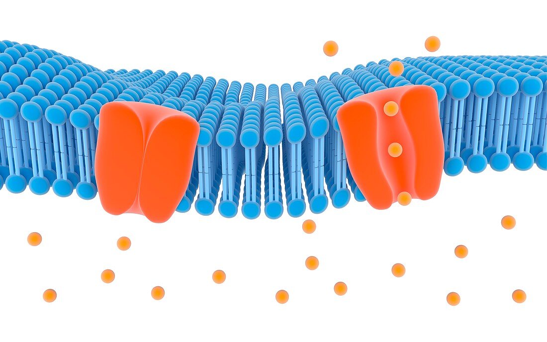 Membrane channel proteins,illustration