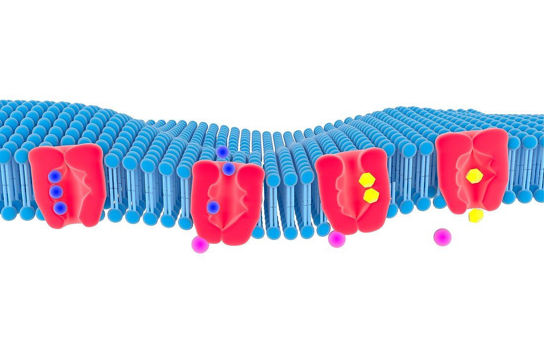 Na-K membrane ion pump,illustration