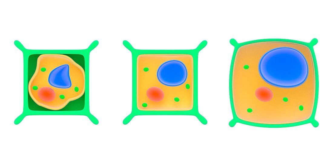 Osmosis in plant cells,illustration