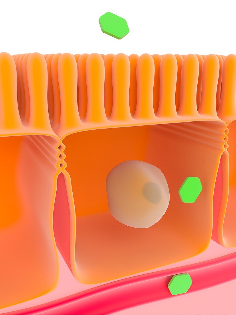 Glucose absorption,illustration