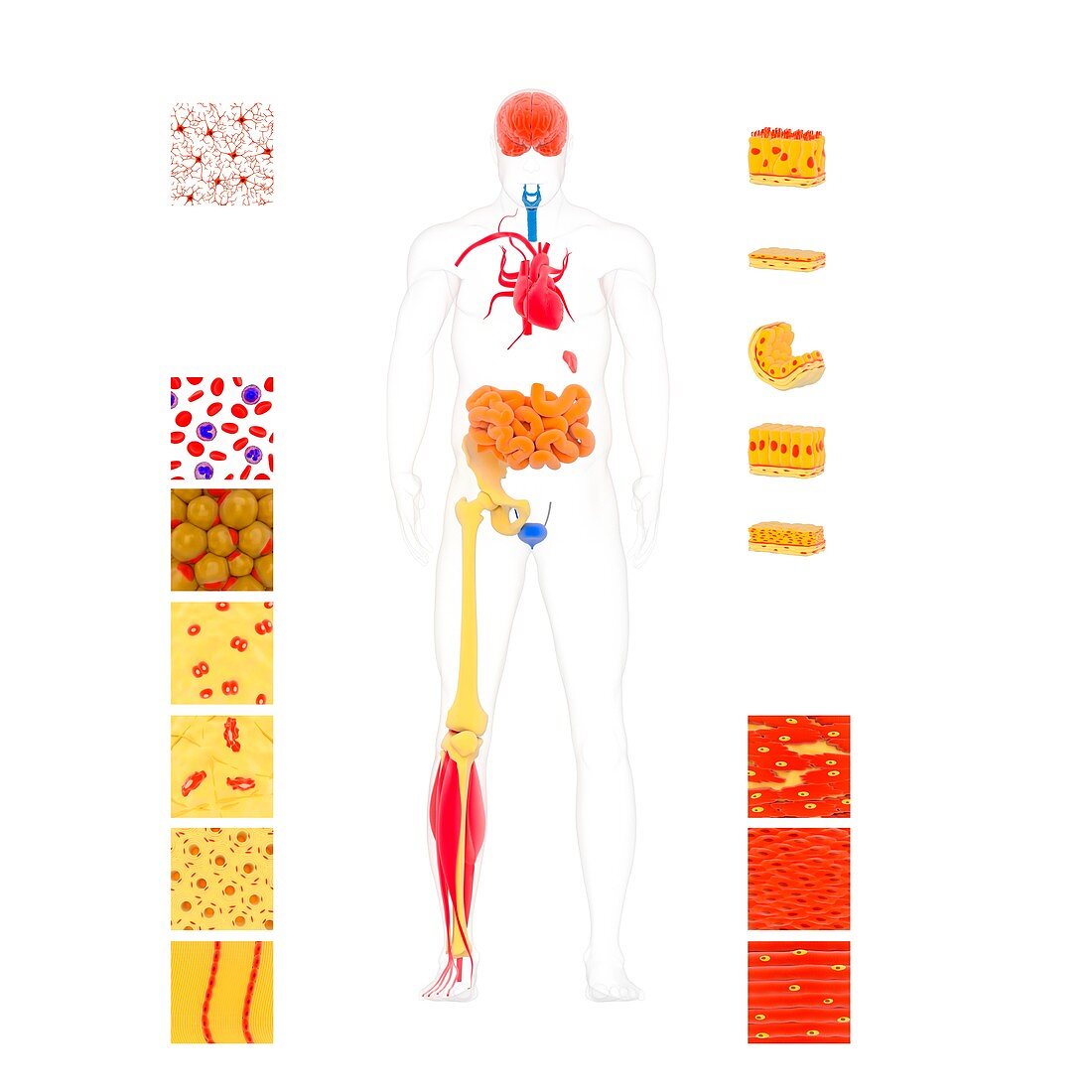 Human body tissue types,illustration