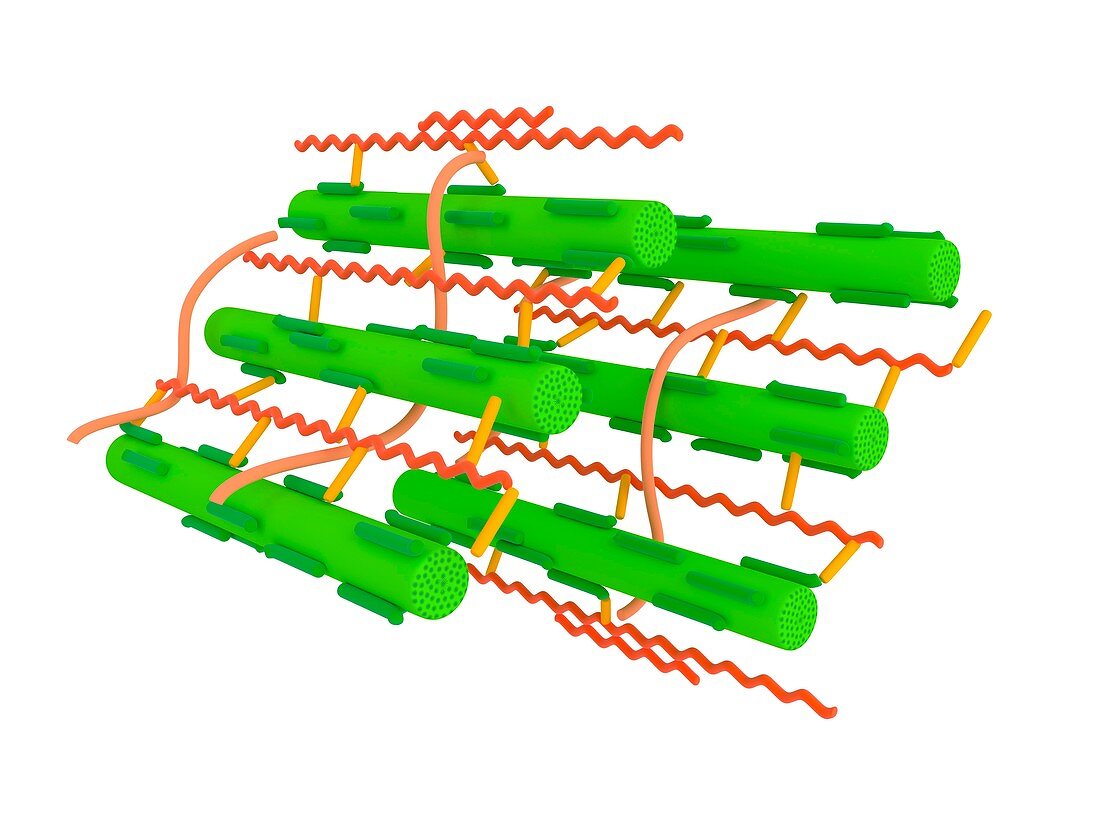 Cell wall microstructure,illustration