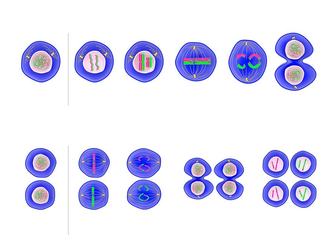 Meiosis cell division,illustration