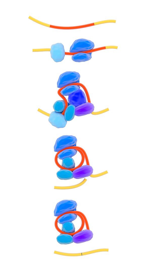 Pre-RNA splicing mechanism,illustration