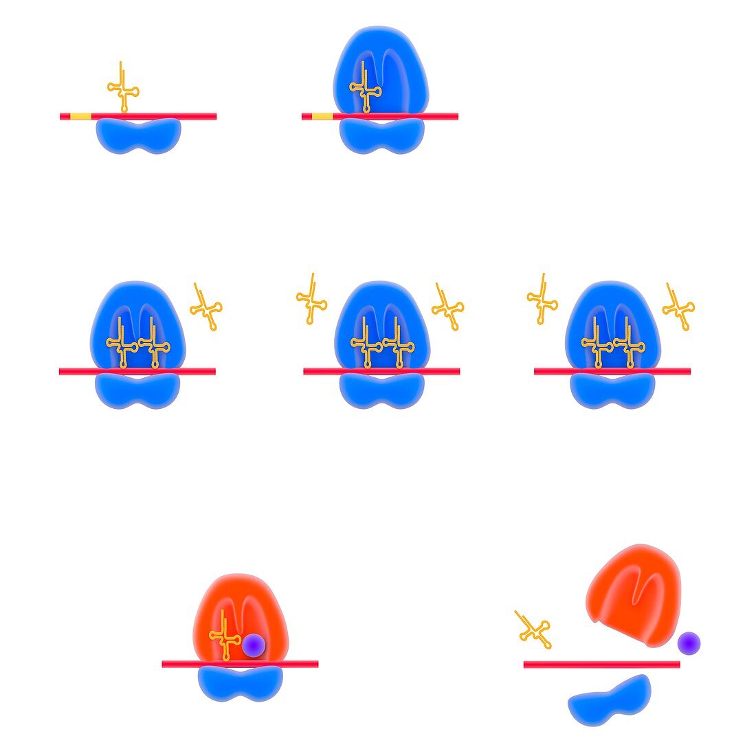 Stages of protein synthesis,illustration