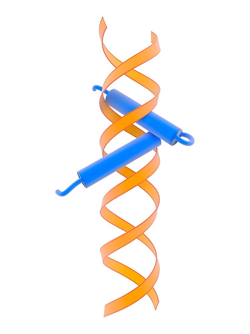 Helix-turn-helix DNA-binding domain