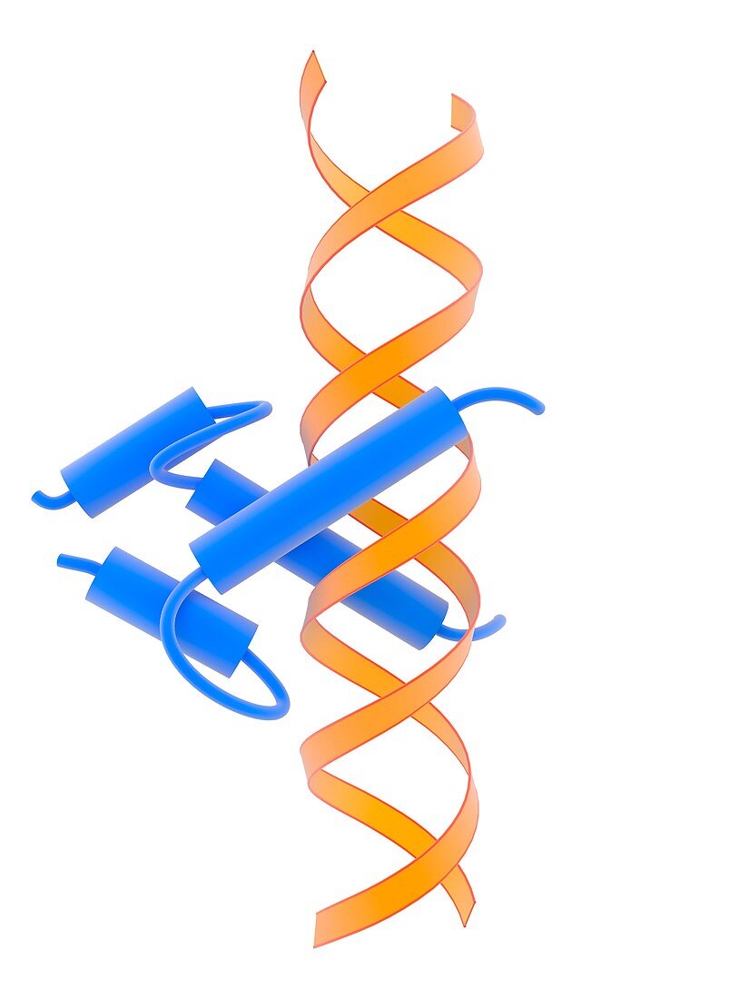 Helix-loop-helix DNA-binding domain