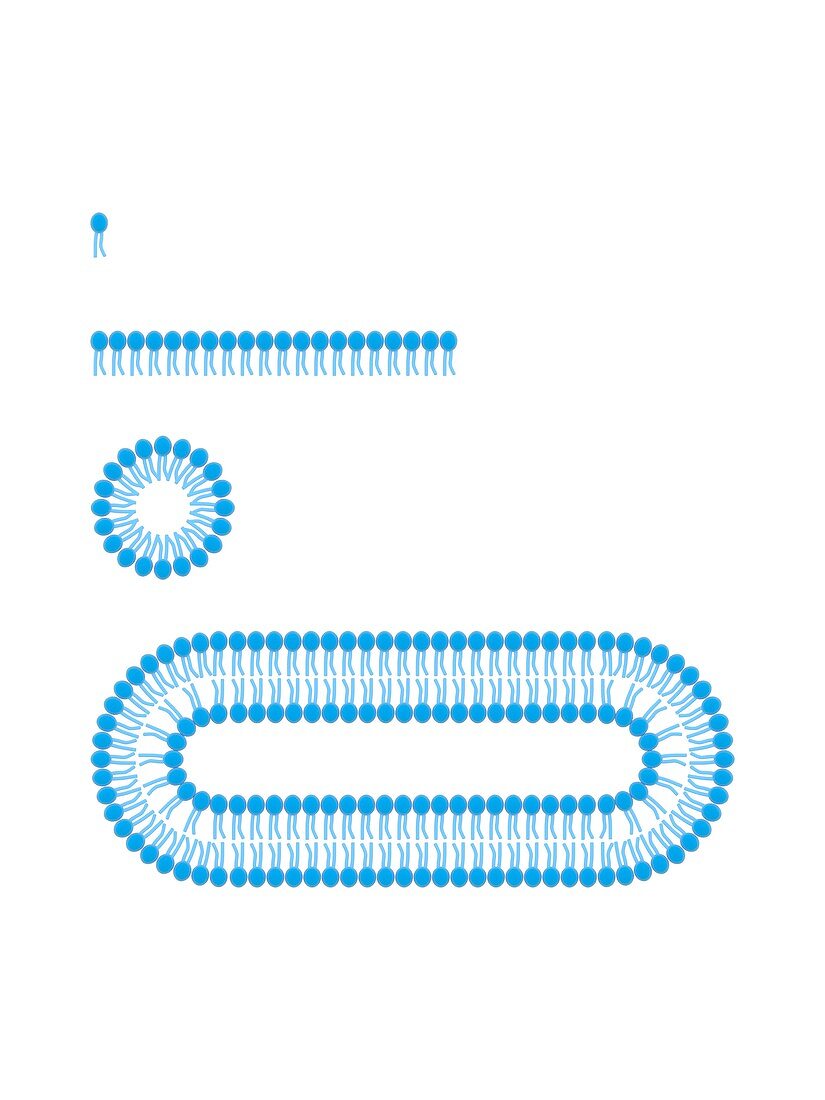 Formation of biological membranes