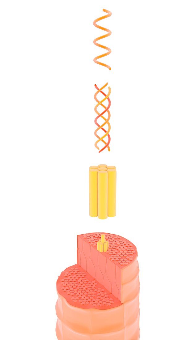 Structure of keratin,illustration