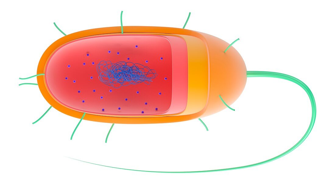 Bacterial cell,illustration