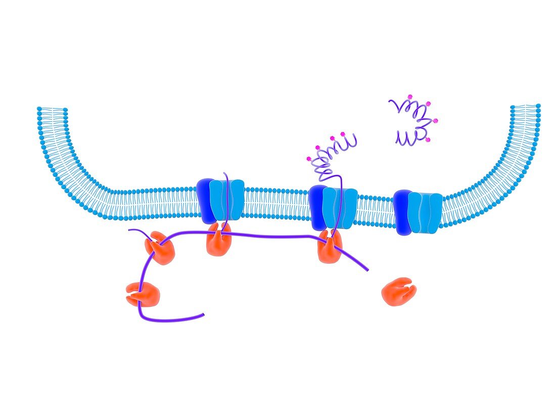 Cellular protein synthesis,illustration