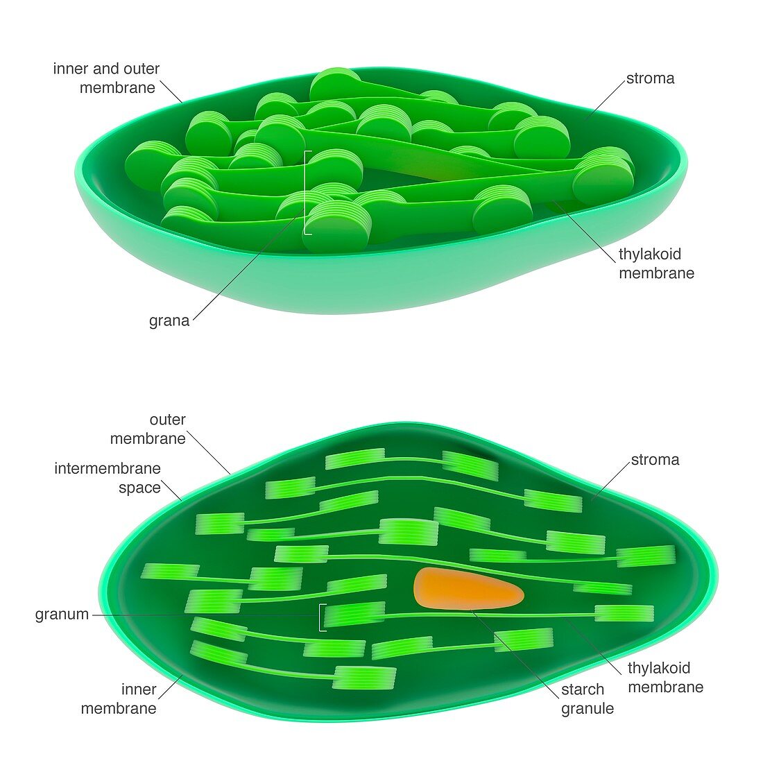 Chloroplast,illustration