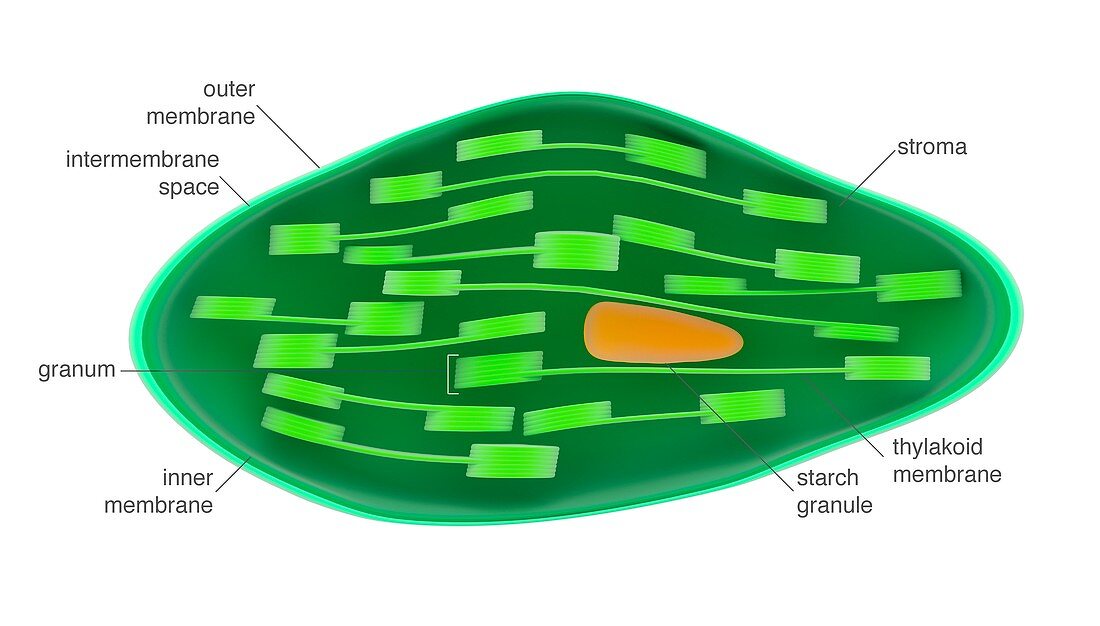Chloroplast,illustration
